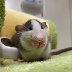 ラットの里親募集