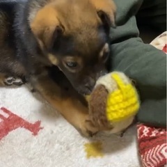 周南犬を家族に　　一旦保留中