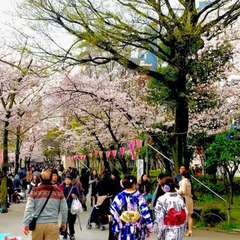 🌸さくら祭り🌸
