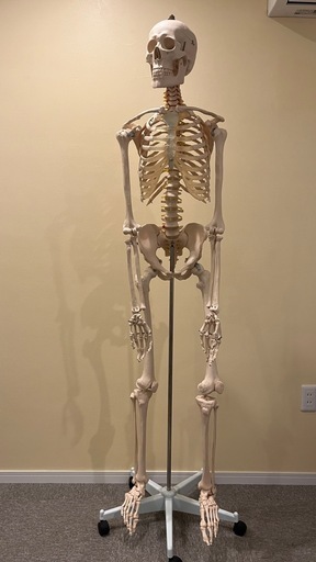 骨格模型180cm