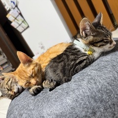 生後7、8ヶ月の子猫3匹🐱