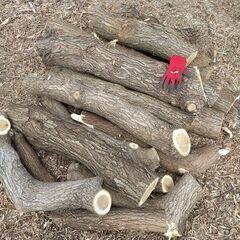 （取引予定者あり）★★薪（焚き木）＆きのこ栽培用 広葉樹原木／軽トラ１台分★★の画像