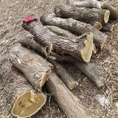 （取引予定者あり）★★薪（焚き木）＆きのこ栽培用 広葉樹原木／軽トラ１台分★★の画像