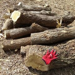 （取引予定者あり）★★薪（焚き木）＆きのこ栽培用 広葉樹原木／軽トラ１台分★★の画像