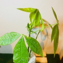 パキラ　実生　観葉植物　ハイドロカルチャーの画像