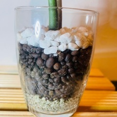 パキラ　実生　観葉植物　ハイドロカルチャーの画像