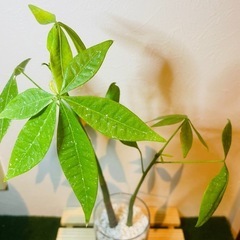 パキラ　実生　観葉植物　ハイドロカルチャーの画像