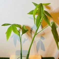 パキラ　実生　観葉植物　ハイドロカルチャーの画像