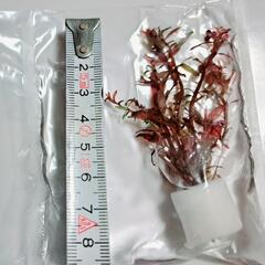 【淡路島】水中葉🌿 ロタラ《ロトンディフォリアレディッシュ》無農薬の画像