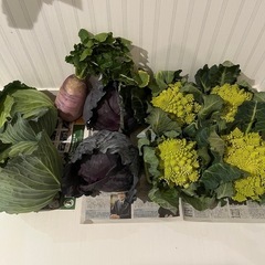 受付終了　野菜　1000円セット