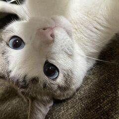 一人暮らしで猫を飼うグループ　首都圏