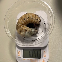 DHヘラクレス　幼虫　3令後期　　　