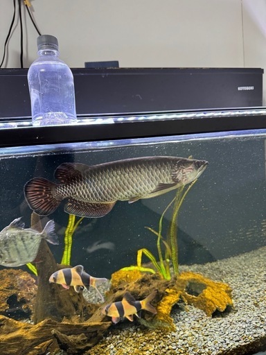 ノーザンバラムンディ