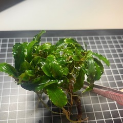 ブセファランドラの中古が安い！激安で譲ります・無料であげます
