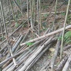 愛知産ポーラス竹炭100Lの画像