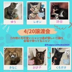 第1回めーぷる湘南店×保護猫譲渡会＆マルシェ ～築くのは幸せの帰る場所プロジェクト～ - 茅ヶ崎市