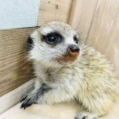 ミーアキャット