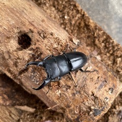 ツシマヒラタクワガタ幼虫5匹