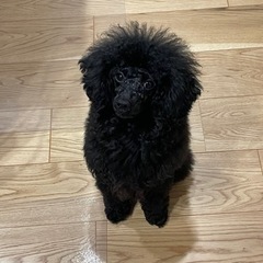 🐩犬友募集🐩