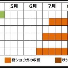 ミョウガ地下茎 200ｇ発送は+250円の画像