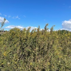 草刈り致します！ - 富山市