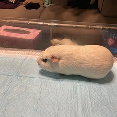 モルモット 讓渡先決まりました - その他