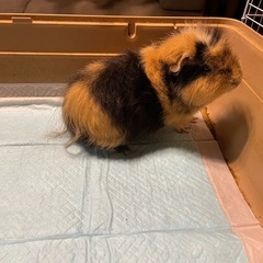 モルモット 讓渡先決まりました − 広島県