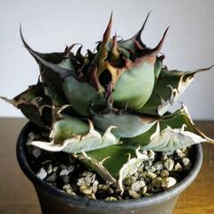珍奇植物友達