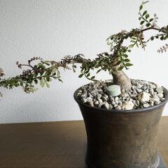 珍奇植物友達 - 越前市