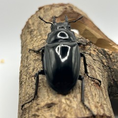 ダイスケギラファノコギリクワガタ　ペアの画像