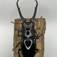 ダイスケギラファノコギリクワガタ　ペア