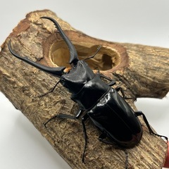 ダイスケギラファノコギリクワガタ　ペアの画像