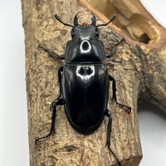 ダイスケギラファノコギリクワガタ　ペアの画像