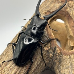 ダイスケギラファノコギリクワガタ　ペアの画像