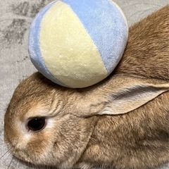 ネザー✖️ミニウサギの男の子　3歳
