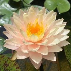 温帯睡蓮 ブラッシングブライド 苗の画像