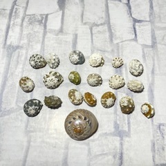 【沖縄高級産 巻貝 貝殻 20個セット】 アレンジ用装飾品