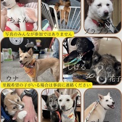 🥰✨🐶明石市　元野犬保護犬たちの譲渡会🐶✨🥰
