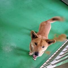 譲渡になりました𓃡𓃡 - 犬