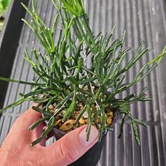 リプサリス　サルコイ　1鉢⭕キレイな花が咲きます～