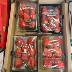 美味しい苺ばかり集めました✨🍓とちおとめ¥500や色々な種類・S...