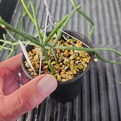 リプサリス　ネペスアルモンディー　1鉢⭕ 不思議な形の植物！の画像