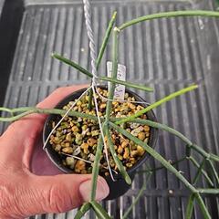 リプサリス　ネペスアルモンディー　1鉢⭕ 不思議な形の植物！