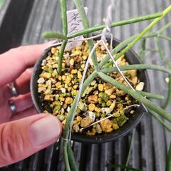 リプサリス　ネペスアルモンディー　1鉢⭕ 不思議な形の植物！の画像