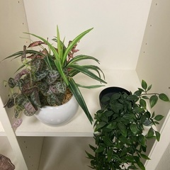 ドライフラワー　＋　フェイクグリーン　セットの画像