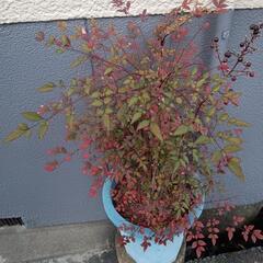 植物いろいろの画像