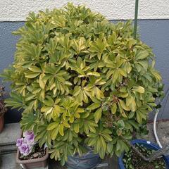 植物いろいろの画像