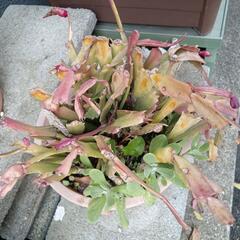 植物いろいろの画像