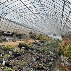 多肉植物 オープンハウス販売