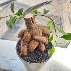 ガジュマル